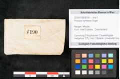 Foto (Objekt + Etikett) von Prosopis kymeana Unger (NHMW-GEO-2024-0188-8190)